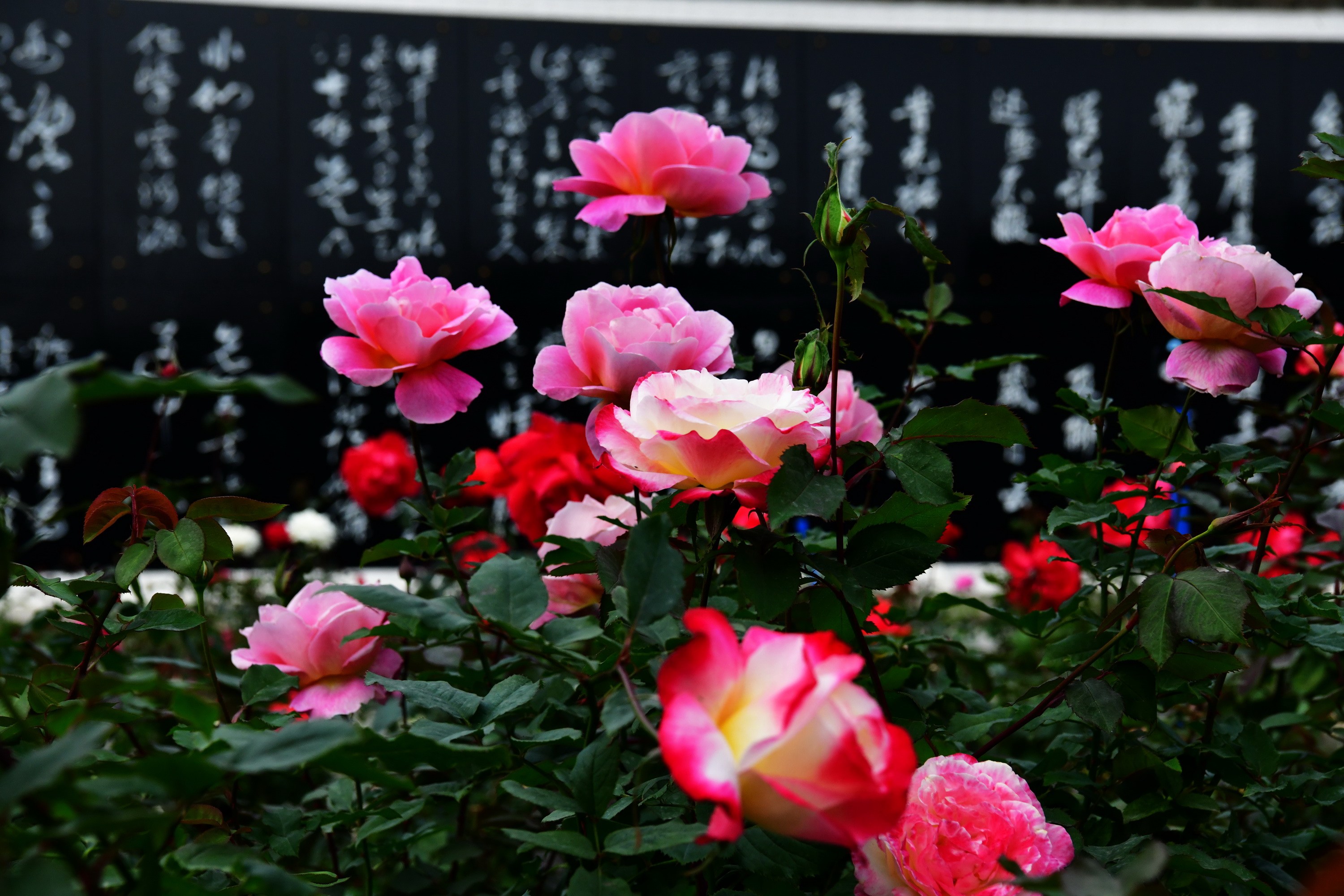 广州市番禺区宝墨园攻略,广州宝墨园景观