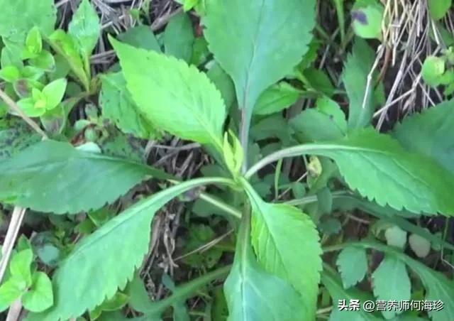 人称“攀倒甑”,1种又美又臭的植物,却是民间美味,遇见别错过