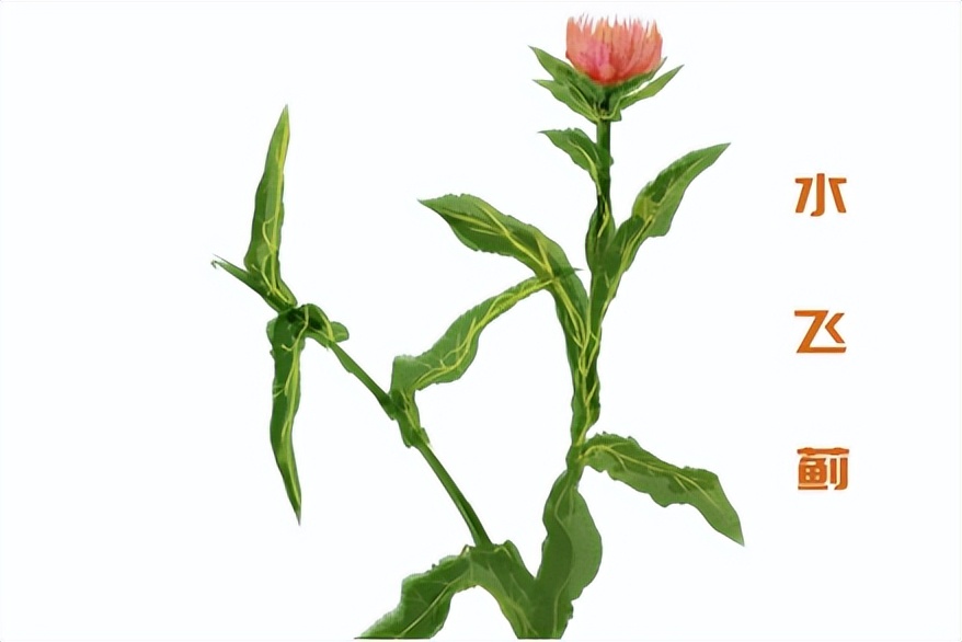 中药水飞蓟，护肝疗效怎么样？