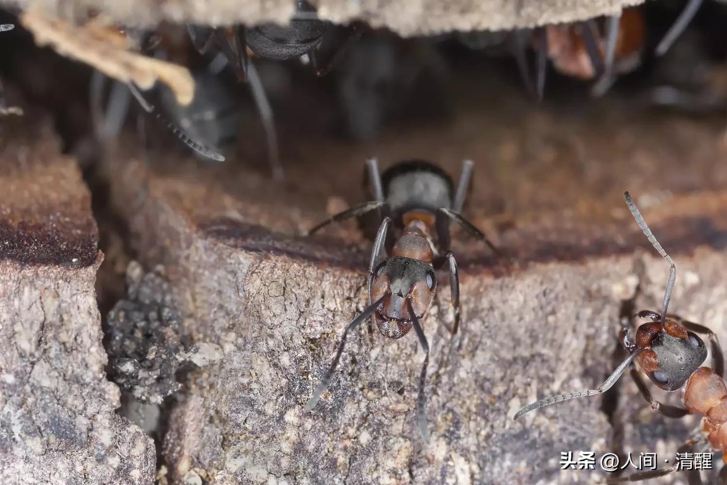 蚂蚁的外貌简介,蚂蚁巢穴简介