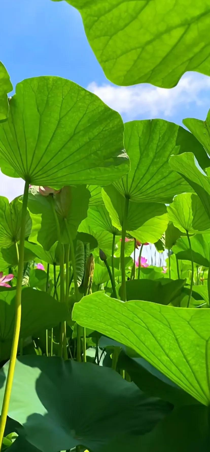 夏至荷花荷叶图片,夏至时节荷花正美图片