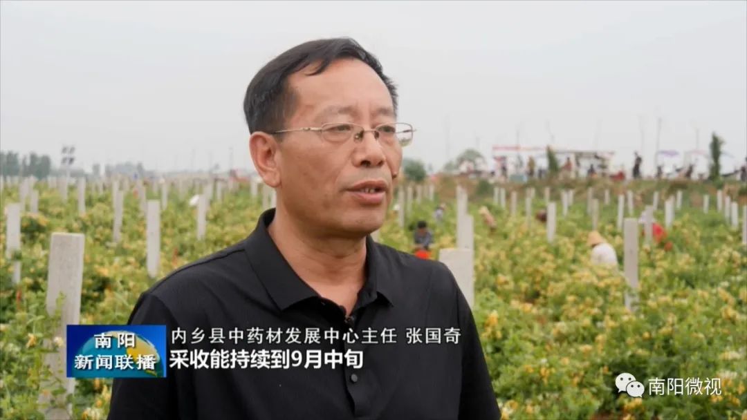 金银花带动乡村致富,金银花开出中药材产业致富良方