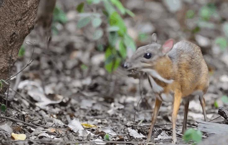小鼷鹿：比兔子还小，下了水就不会动，云南为它修建专用大桥