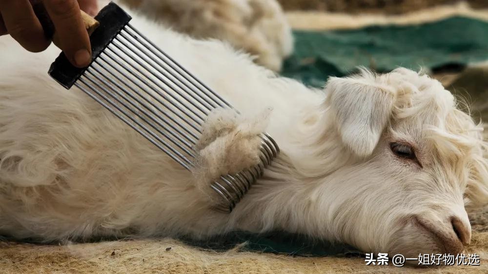 羊绒围巾推荐店铺,羊绒围巾推荐什么颜色