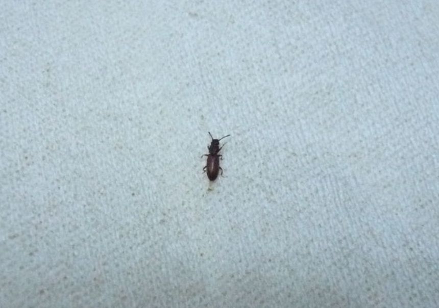 房间里有谷盗怎么消灭,如何消灭家里的谷蠹