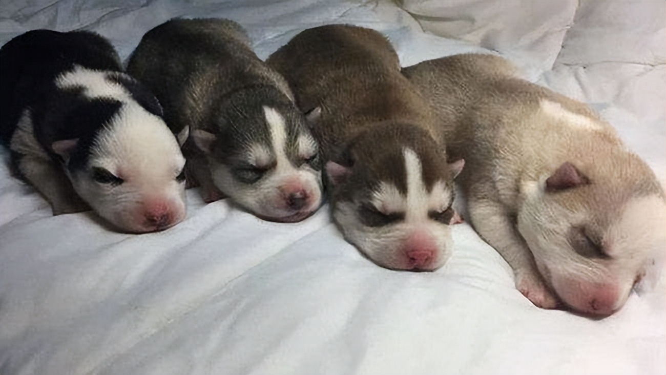小狗喂养方法和注意事项,没有妈妈的小狗刚出生怎么喂养
