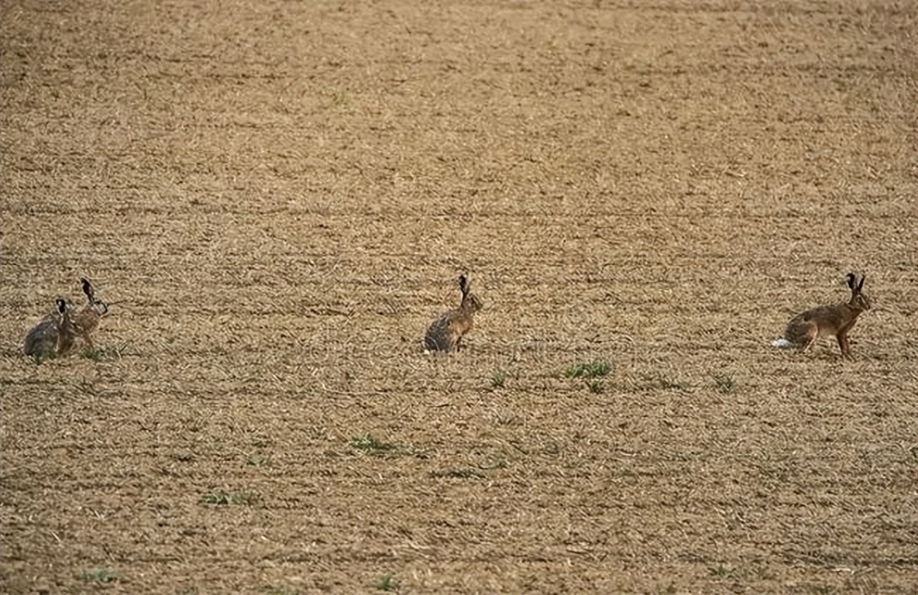 消耗掉90%的成员，换来与致命病毒共存，澳洲穴兔至今还在泛滥