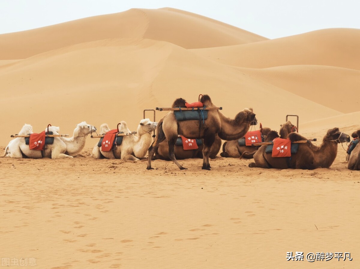 中卫市沙坡头景区,沙坡头旅游景区是5a级吗