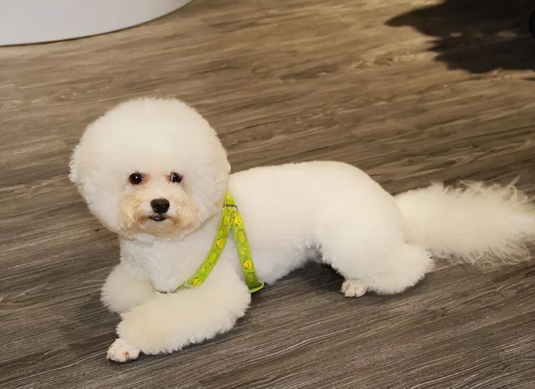 比熊犬的六个缺点是什么,比熊犬的优缺点及性格分析