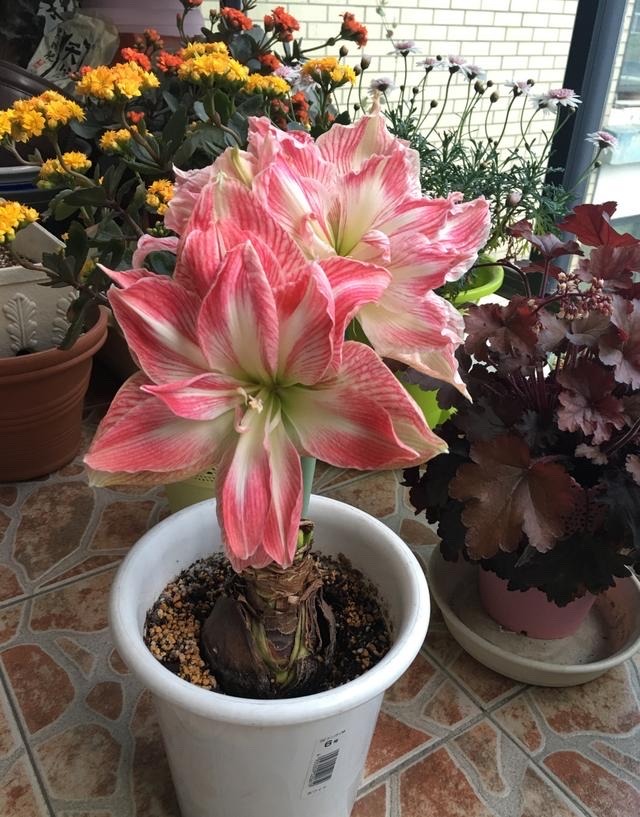 朱顶红怎样养才能开花,朱顶红怎么养才能开花结果