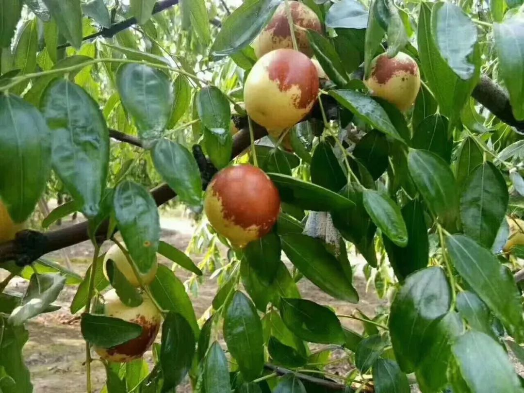 冬枣人生哲理,摘冬枣美文