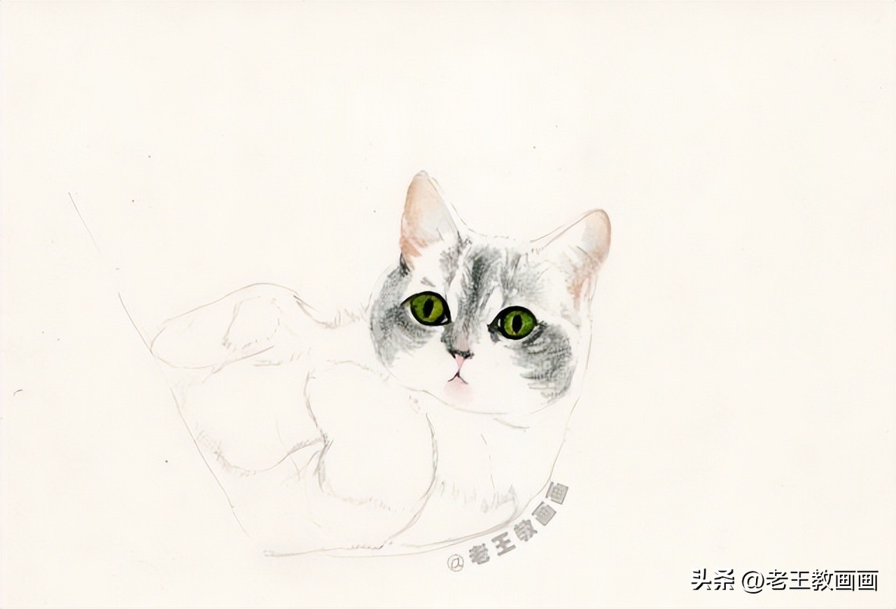 彩铅零基础入门学画猫咪,彩铅画教程入门零基础猫咪