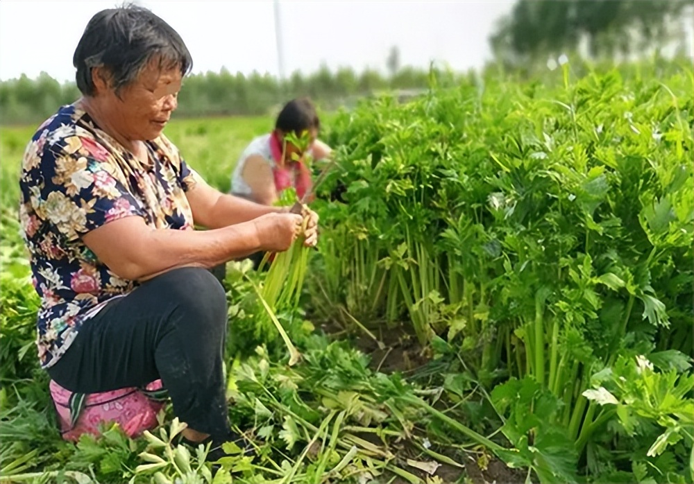 老农卖芹菜获利14元罚款10万,卖70斤芹菜获利14元被罚10万