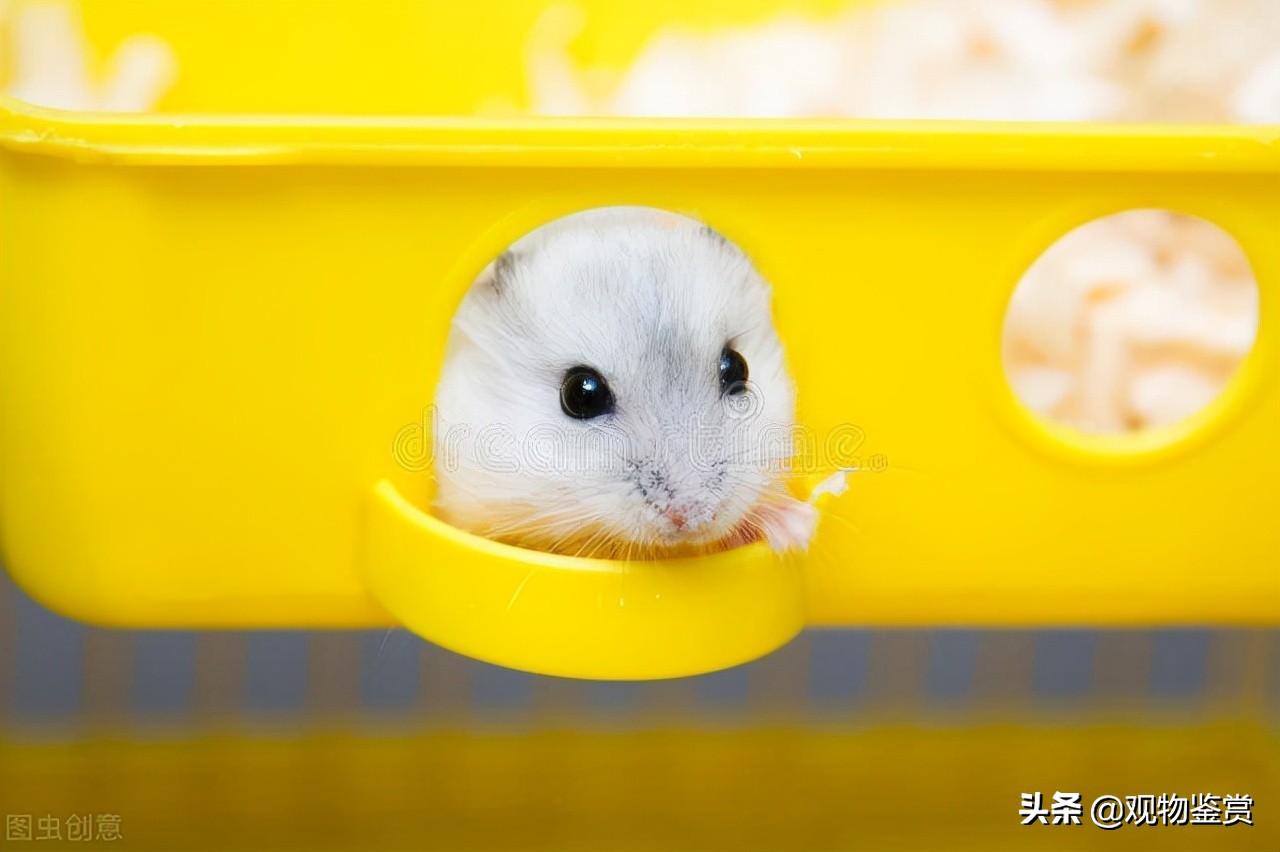 仓鼠怎样才能不咬笼子,怎样能让仓鼠不咬笼子