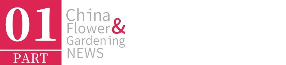 现代荷花插花技巧有哪些,荷花怎么插花最好看