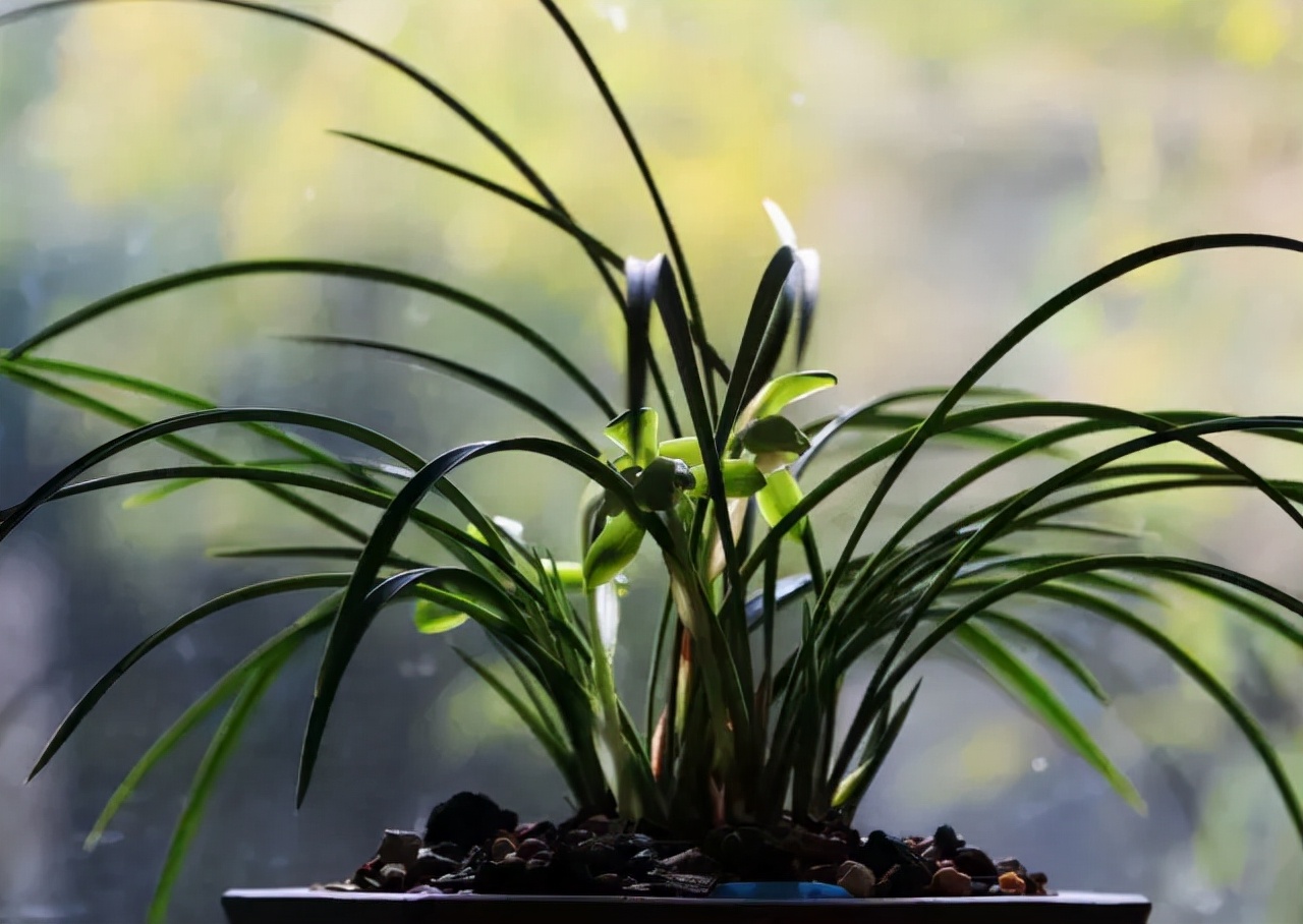 兰花专用土陶花盆,陶盆和塑料盆哪个更适合栽兰花