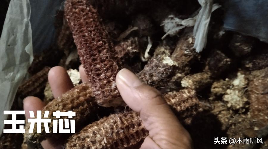 玉米芯种的平菇不长怎么办,玉米芯种平菇不出菇是什么原因