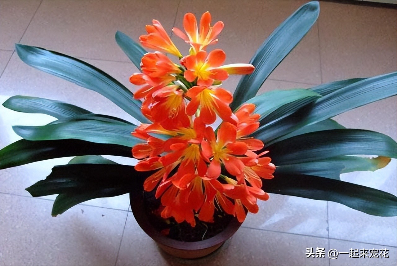 君子兰浇水后快速黄叶,养十多年君子兰不开花是什么原因