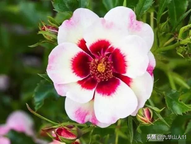 常见丰花月季品种一览,阳台盆栽丰花月季什么品种最好