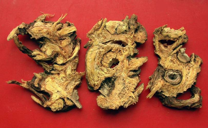 中药藁本的妙用，长见识了