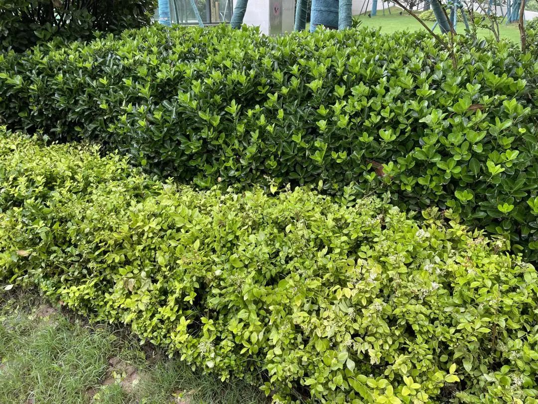 旭辉国宸府延期,房住不炒不等于房价不涨