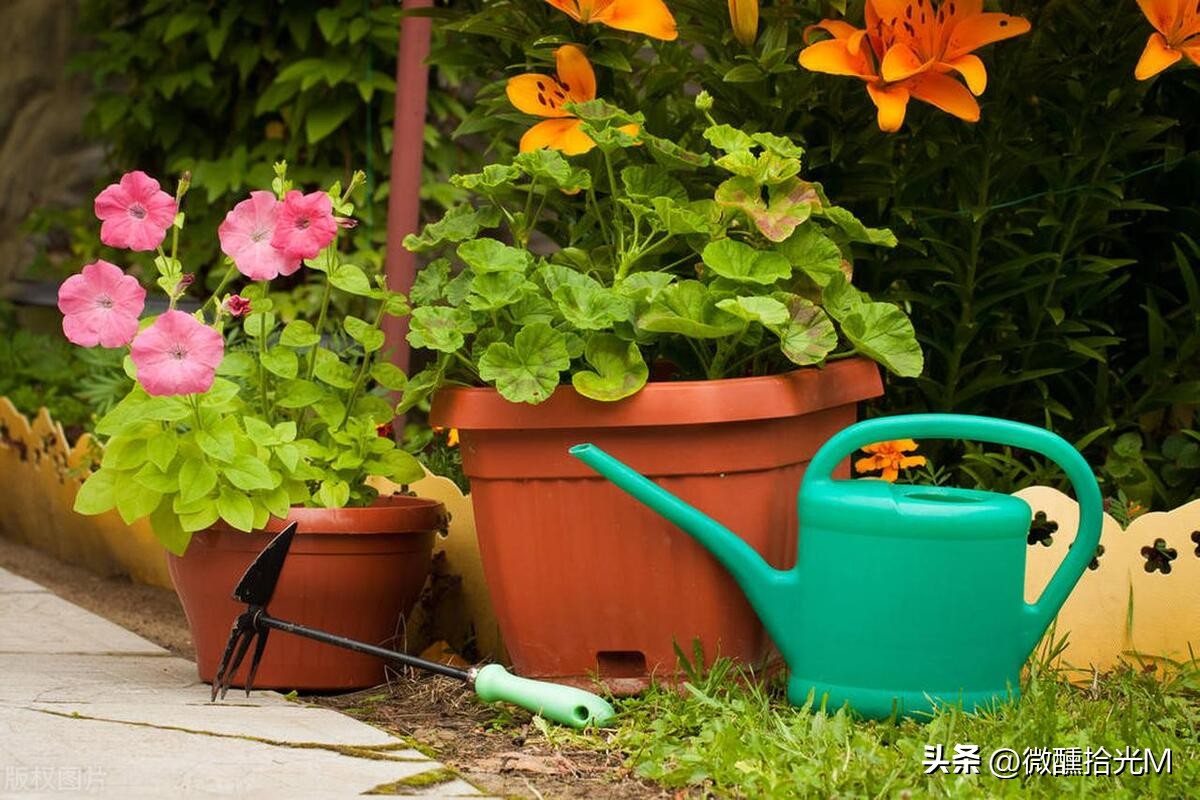 推荐10种最适合夏天养的花,君子兰开花时夏天几天浇一次水