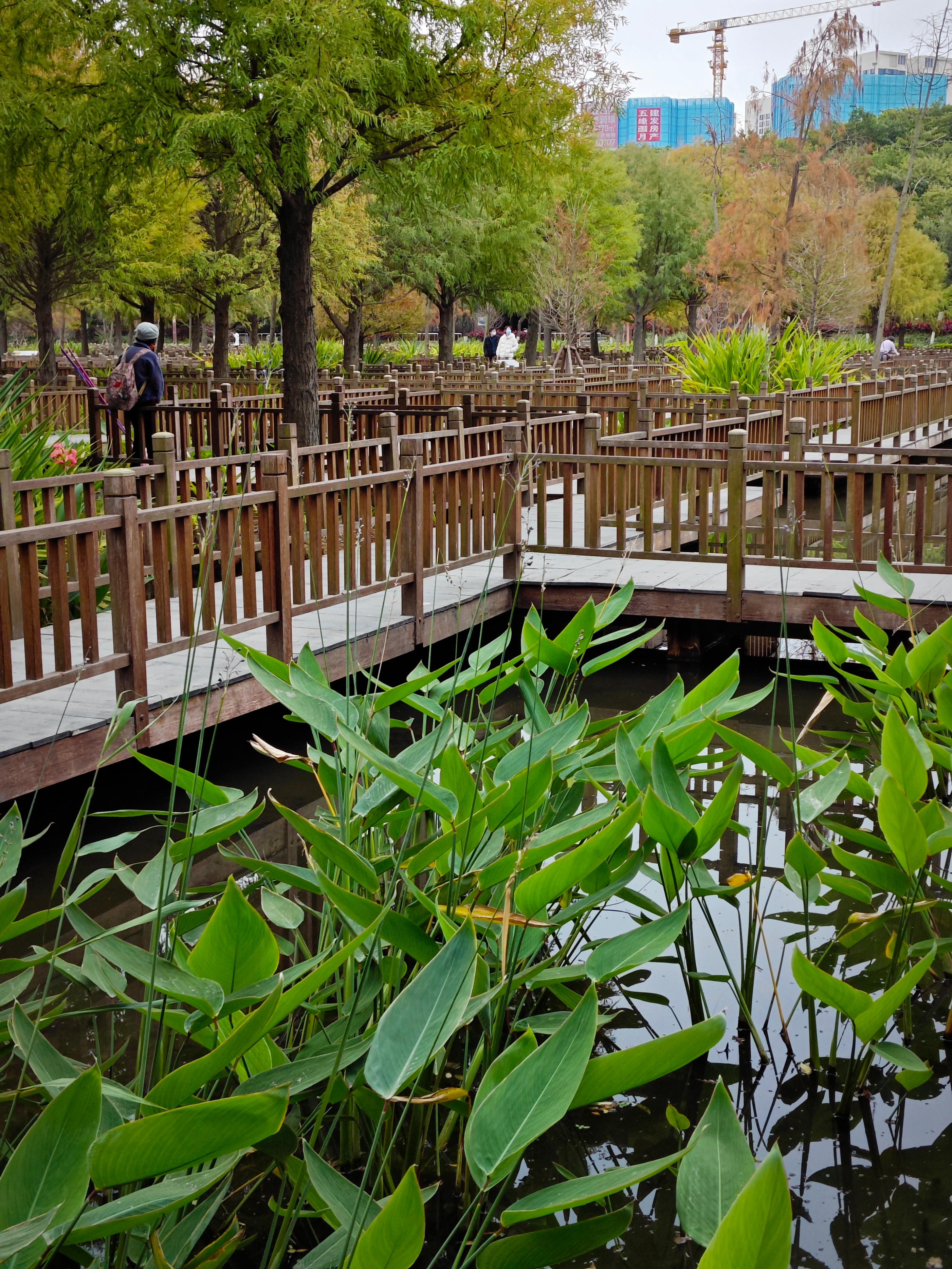 厦门南湖公园落羽杉红了吗,厦门园博园落羽杉