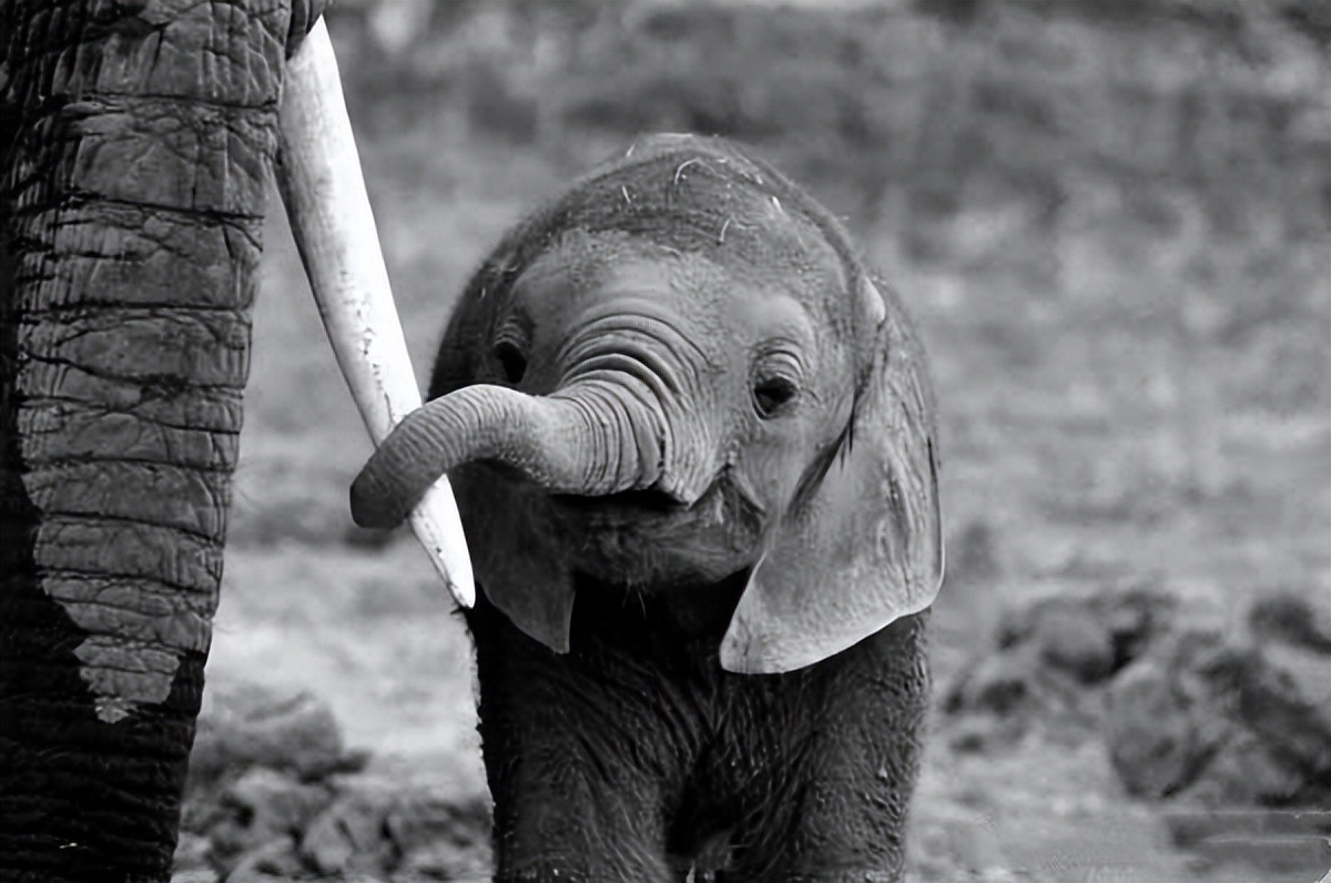 近距离接触大象了解大象,爱大象的原因