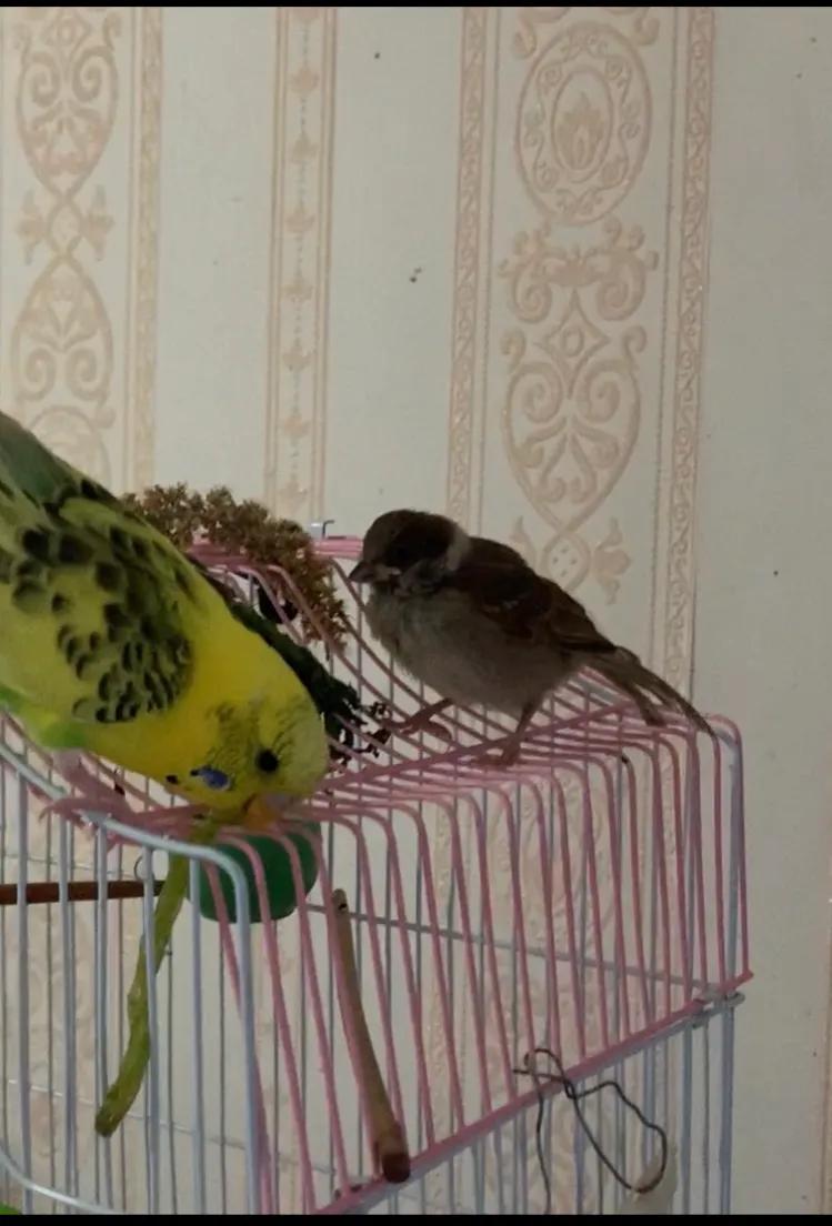 捡来的小麻雀能活吗,捡到一只小麻雀能不能放生