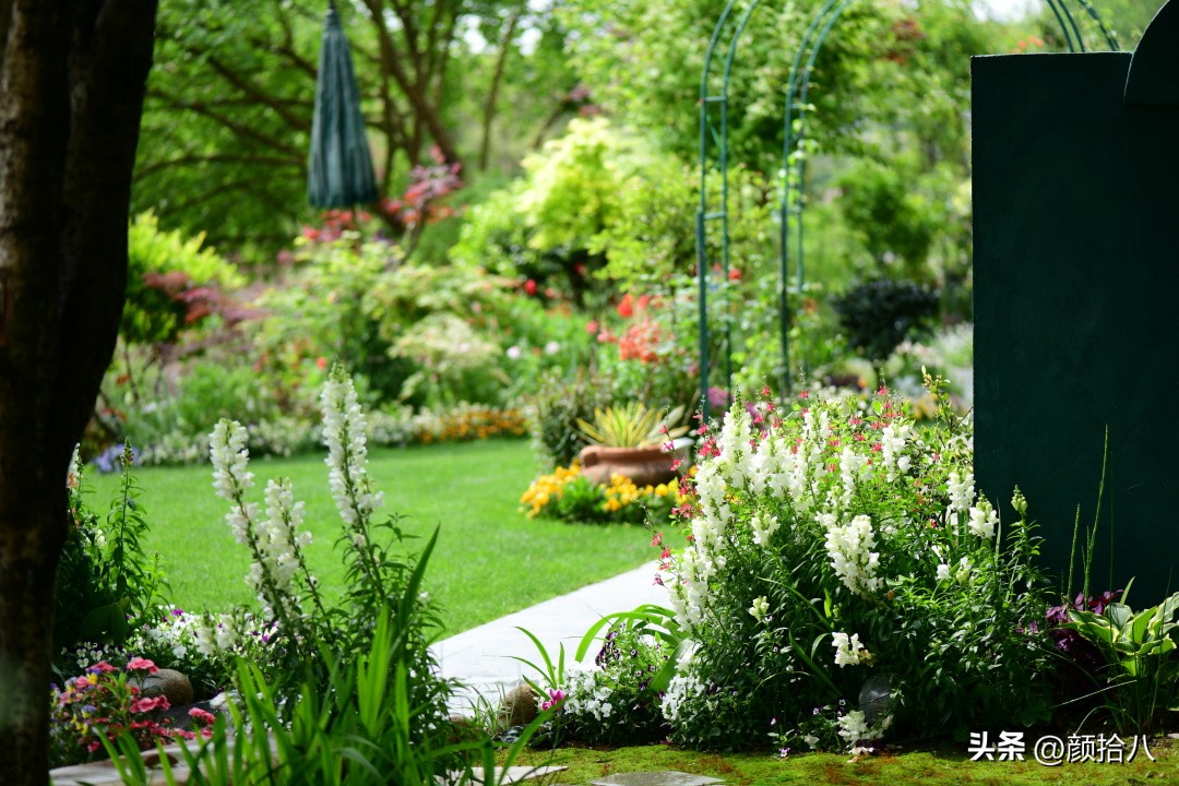 冬天开花的室外花卉盆栽,温室盆栽观花花卉植物