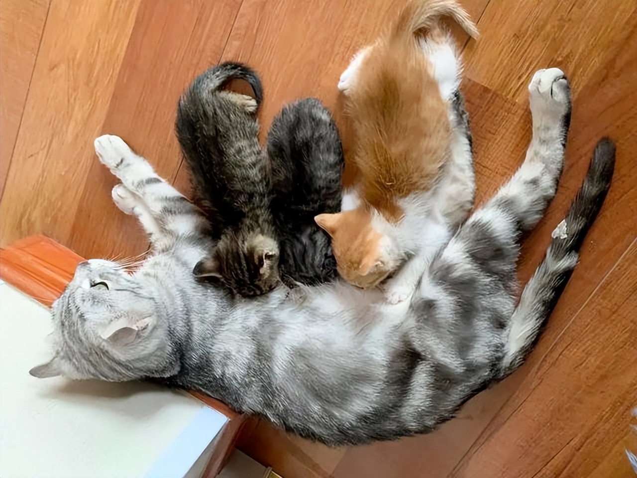 宠物猫妈妈为什么要把猫宝宝叼走,母猫会把小猫叼给铲屎官照顾吗