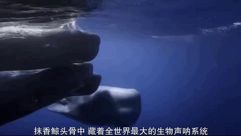 豆瓣排名第五摄人心魄的好片,豆瓣8.6分今年看过最良心的电影