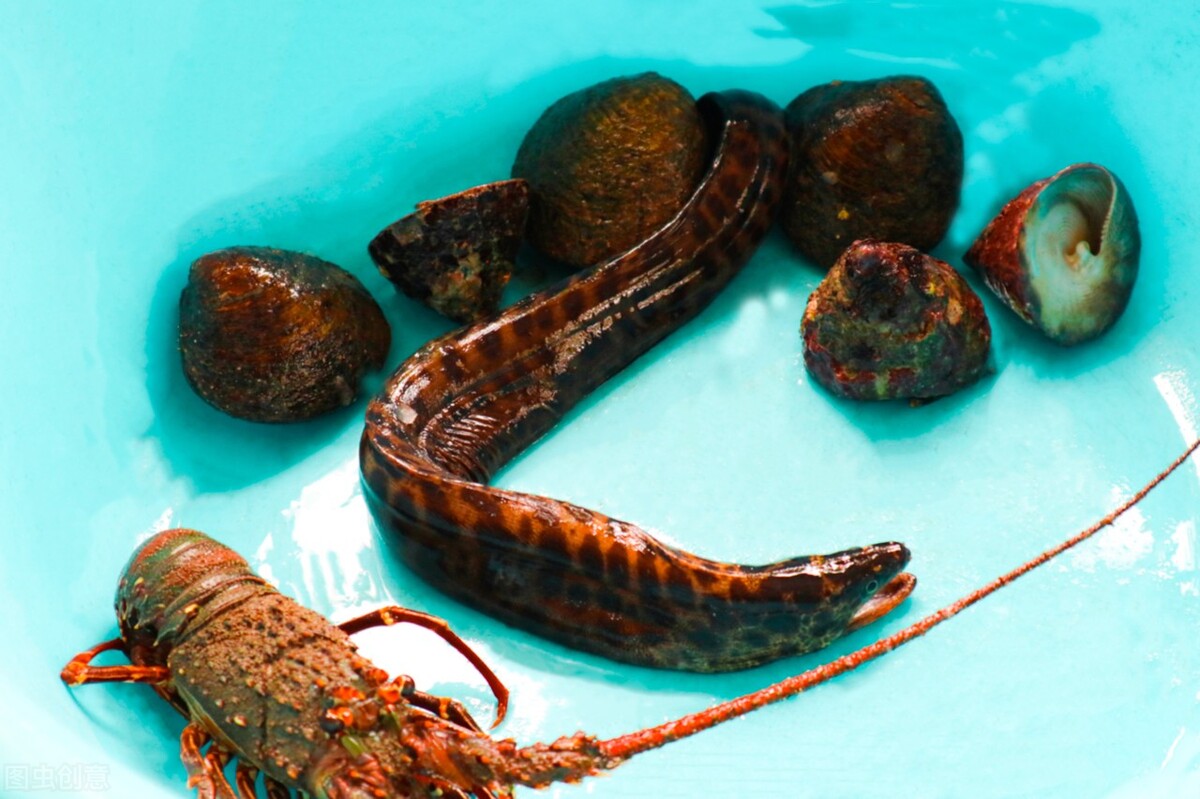 土池养黄鳝一亩需要多少种苗,水泥池塘养殖黄鳝