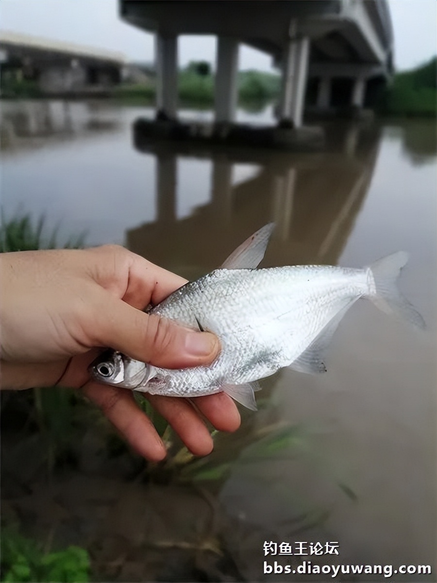 崇明北横引河水深,北横引河能钓鱼吗
