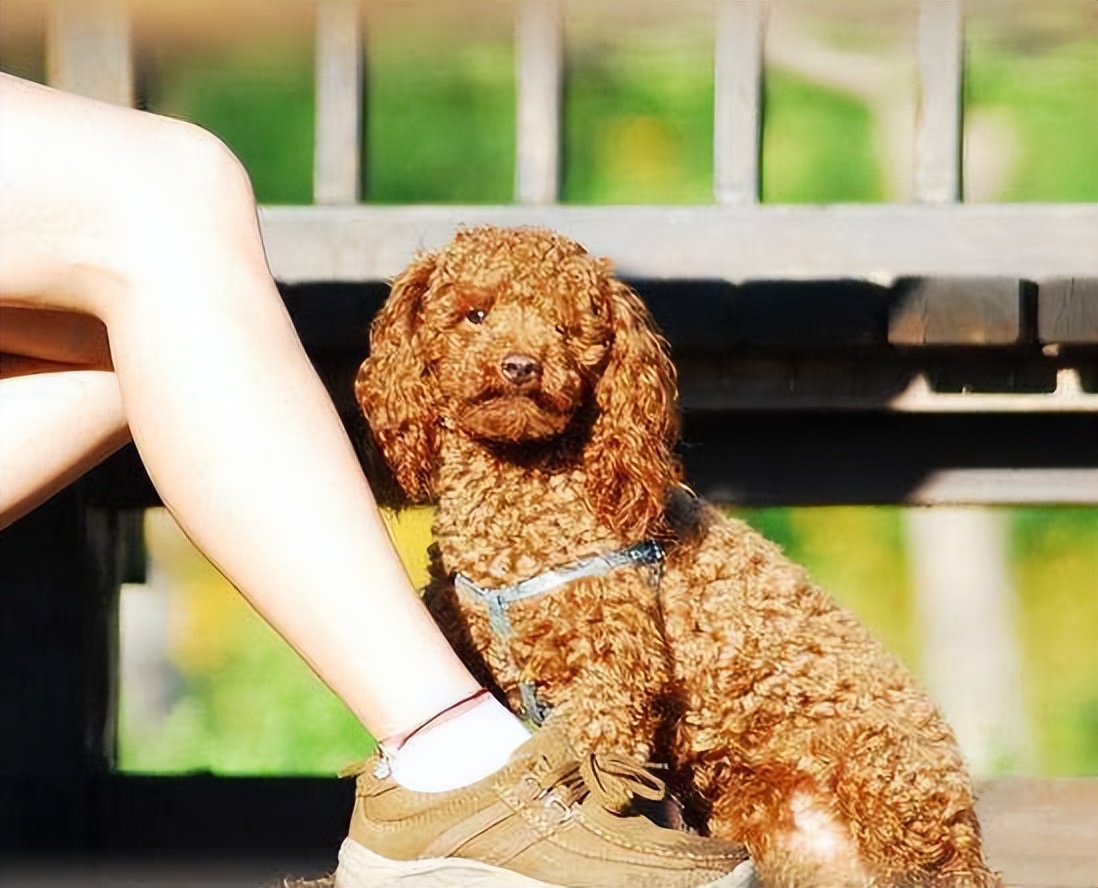 泰迪不听话怎么养,泰迪的十大不养的原因