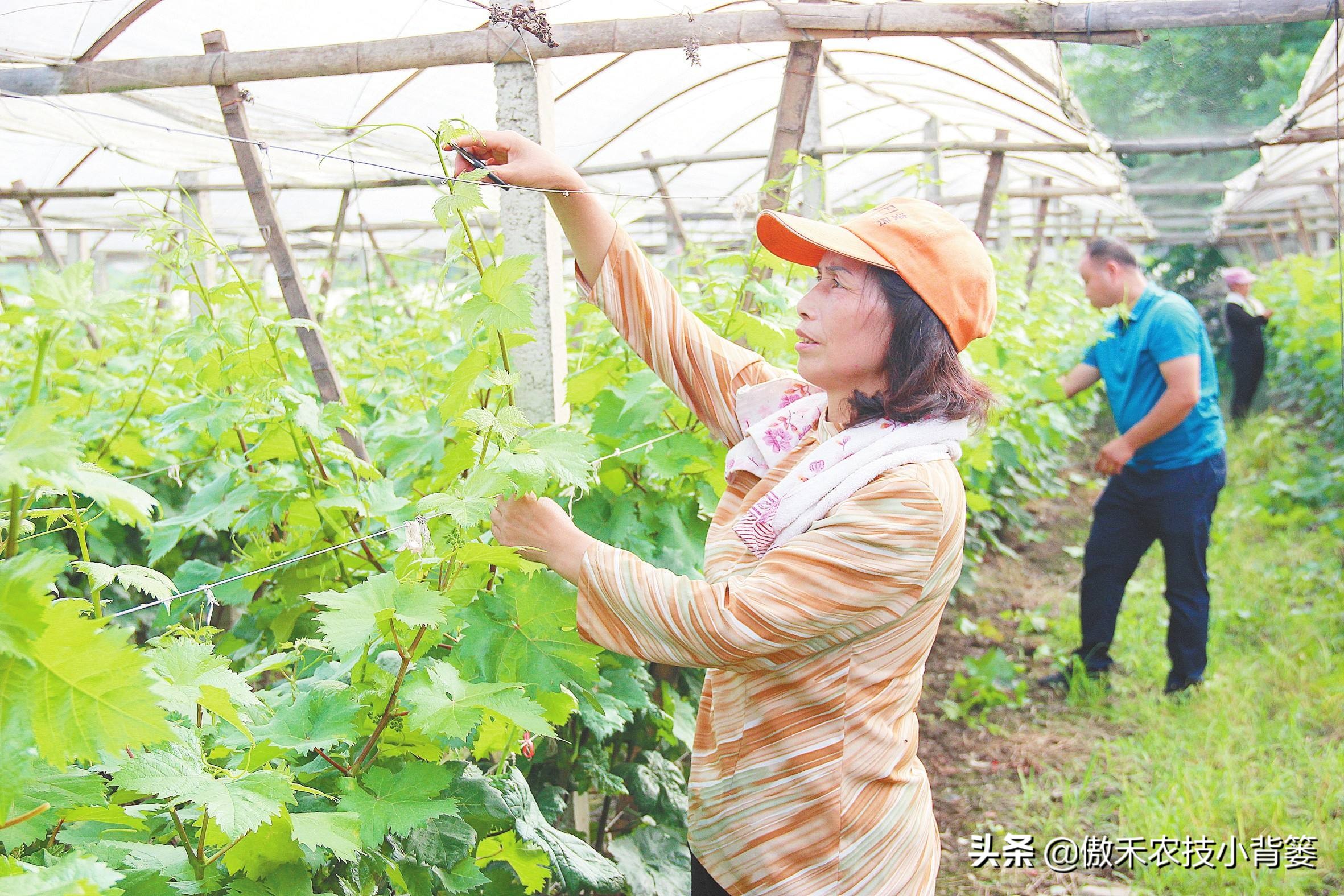 怎样让葡萄长势又好产量又高？春季果园管理重点抓好这5点