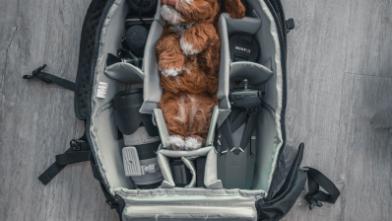 这几天狗狗不怎么吃狗粮怎么回事,狗狗这几天不肯吃狗粮怎么回事