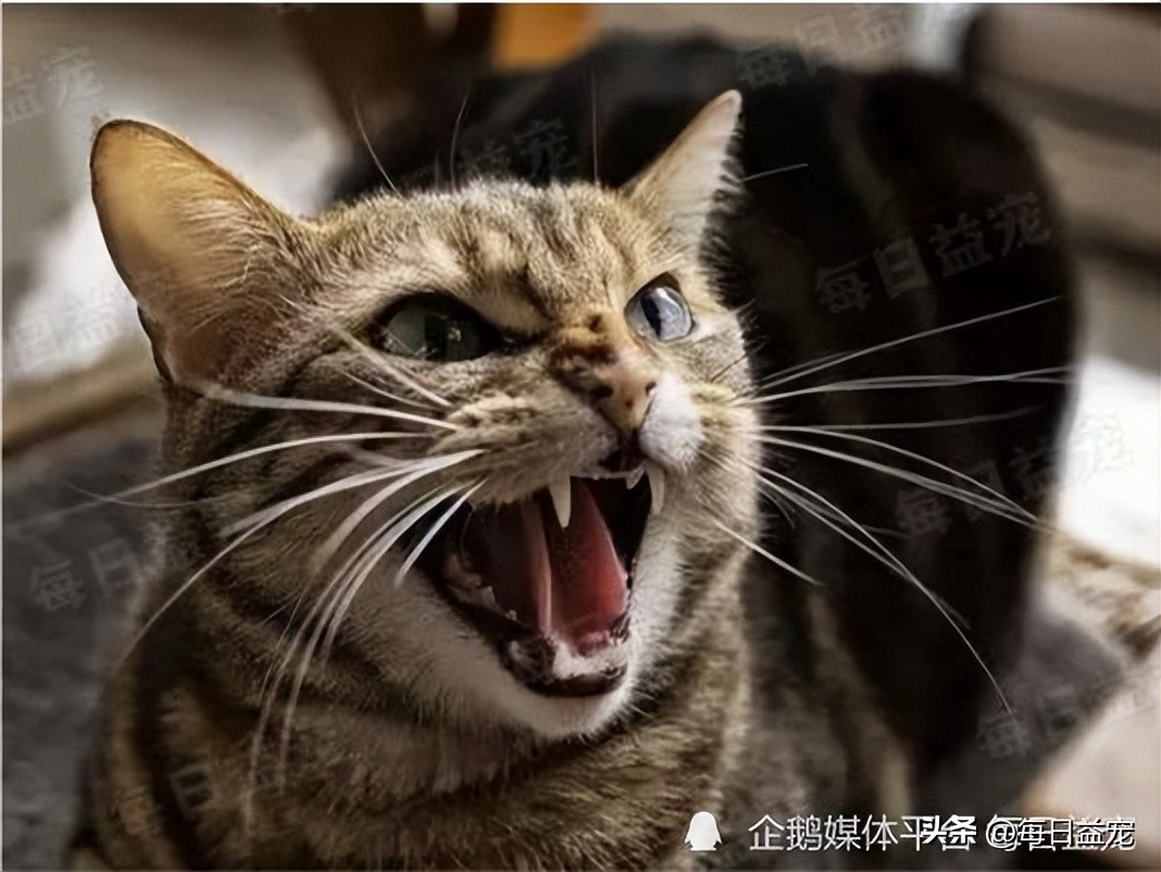 踢了猫咪肚子一脚呕吐,踢了猫肚子一脚有事吗