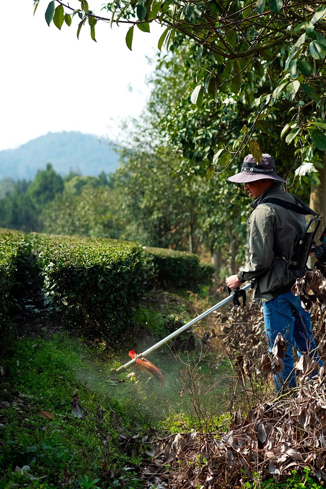 中国茶业历史悠久各种各样的茶叶,中国产茶的四大茶区