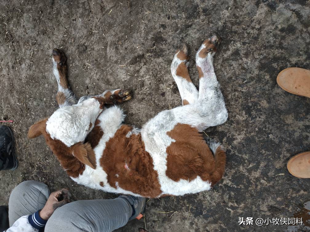 牛犊站不起来用什么药,牛犊站不起来土方法