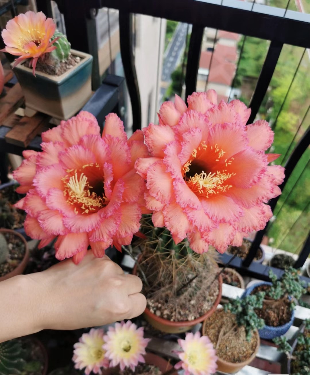 毛花柱克斯汀仙人球几月开花,花期最长的仙人球