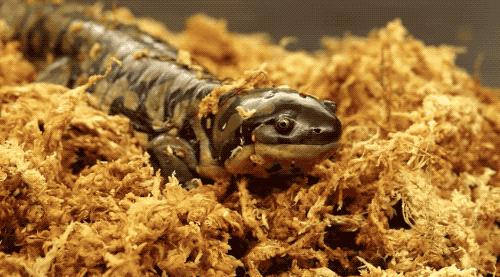 偷了5种不同精子,却只生女儿,这是地球上独一无二的生娃技巧