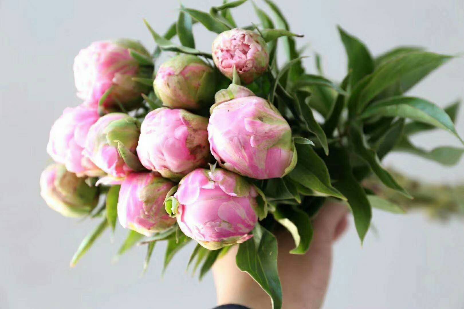 情人节收到的鲜花如何养护,女神节送什么花最好最合适