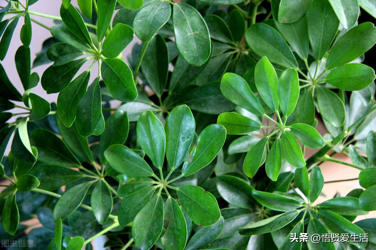 装修房子吸甲醛最好的是什么植物,新房入住有什么植物适合吸甲醛