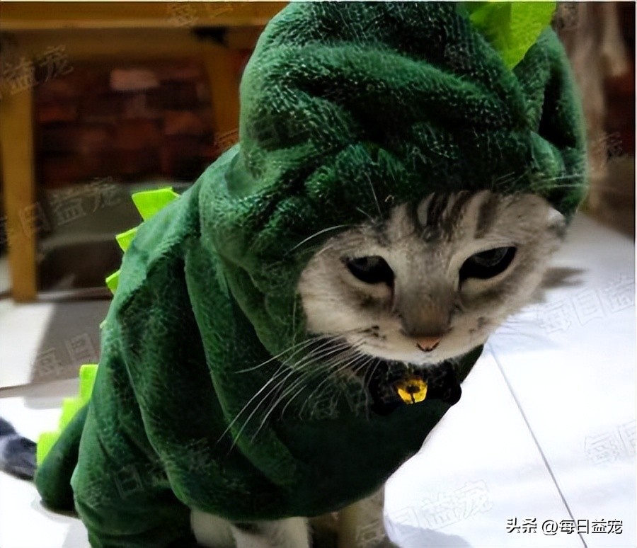 狗子不肯穿衣服怎么办,专治狗狗不服