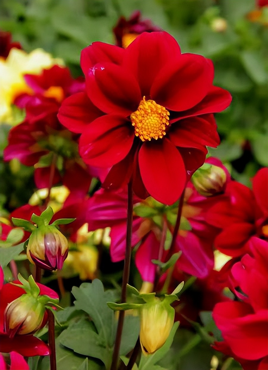 常觅春归不知处花田此地得逢君：栖云田园小镇·花间集