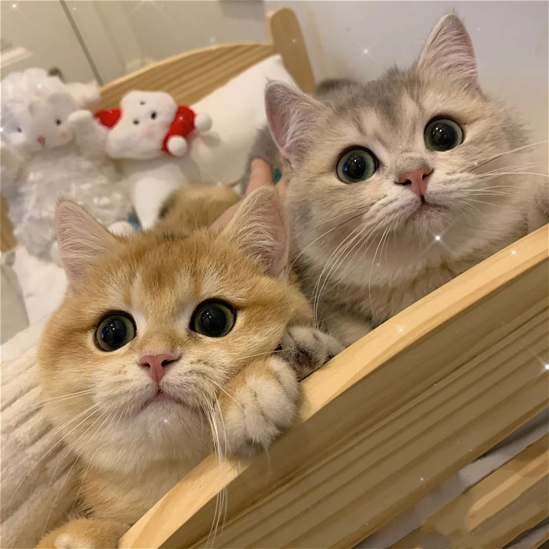 英短跟普通白猫的区别,黑色英短真假鉴定