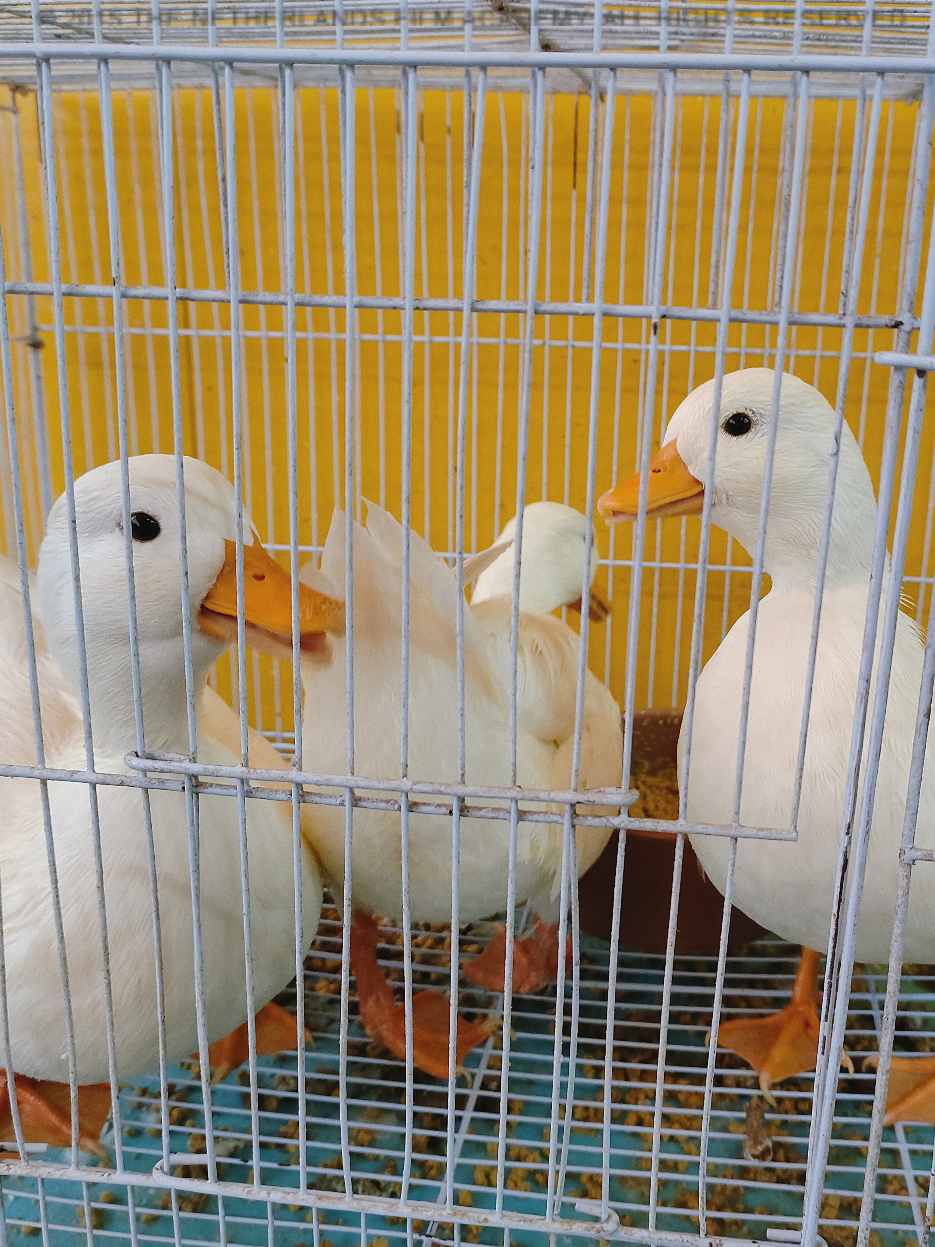 广西花鸟市场和南宁花鸟市场,广西平果花鸟市场在哪里