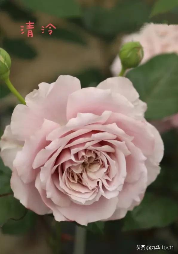 天狼月季新品预售,天狼月季官方旗舰店烛光月季