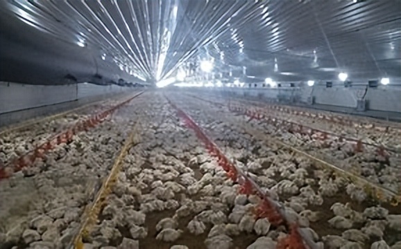 从谷物、蔬菜和肉类价格变化看新农村建设背景下的创业机会。